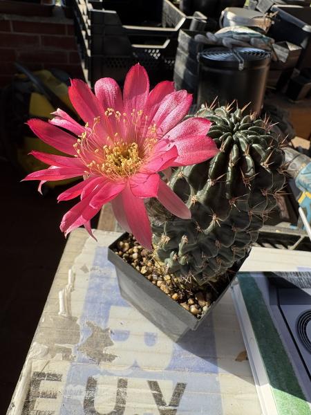 Lobivia hertrichiana